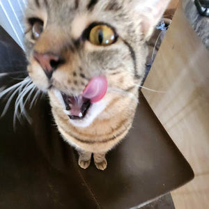 Meet your Posher, Sienna